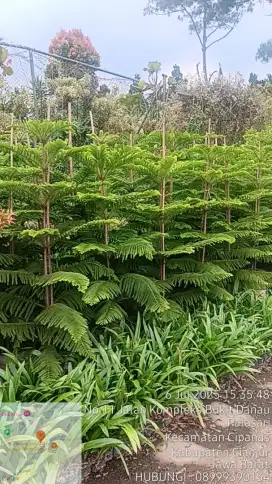 Cemara  Norflox