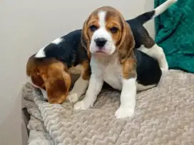 JUAL ANJING BEAGLE