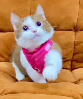for sale munchkin bsh