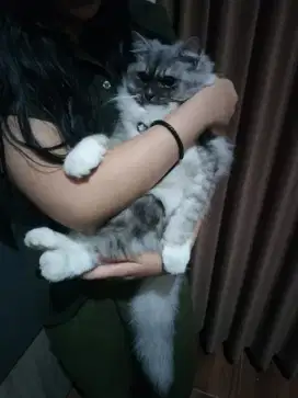 kucing persia himalaya (2 ekor)