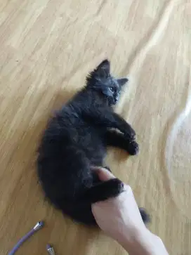 Anakan anggora maine coon mix pup diwc
