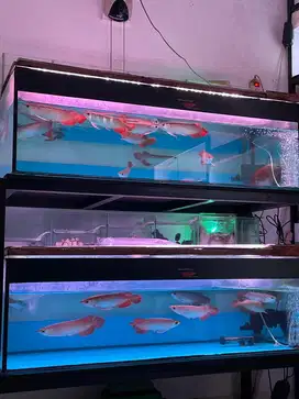 Ikan arwana super red spesial 23-25cm