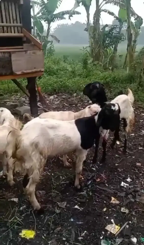 Jual Berbagai Macam Jenis Kambing dan Harga Terjangkau.