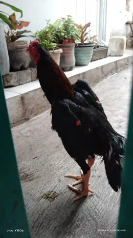 Ayam bangkok bagus