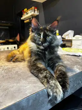 Kitten mainecoon