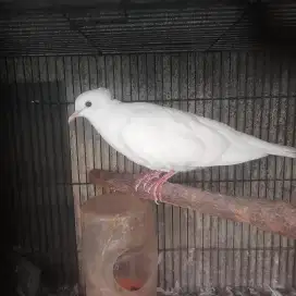 Burung puter jambul putih bersih duda bukan merpati