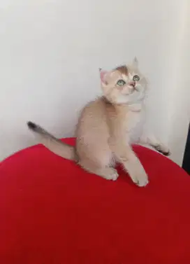 BRITISH SHORTHAIR/BSH Golden
