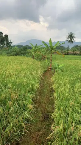 Dijual sawah di desa sukasarana