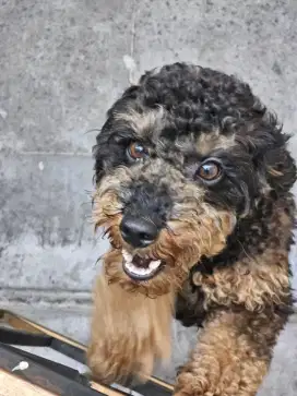 Adopt Anjing Poodle Phantom
