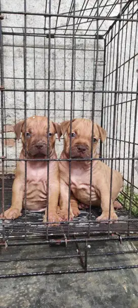 Anakan anjing pitbul