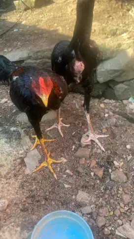 Ayam campuran bangkok