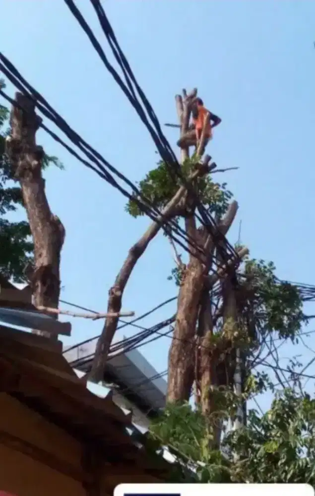 Jasa tebang pohon/pangkas pohon/babat lahan kosong/dll