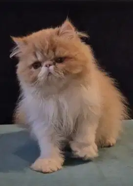 Kitten peaknose jantan usia 3 bulan good anatomy
