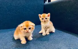 Kitten bsh golden