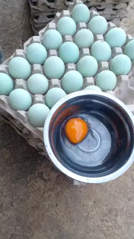 Jual telur bebek