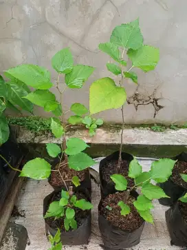 Bibit tanaman murbei