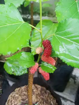 Jual Bibit Tanaman Murbei