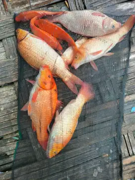 ikan tombr* umpan Galatama