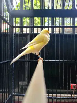 Kenari F1ys big long size F2ys
