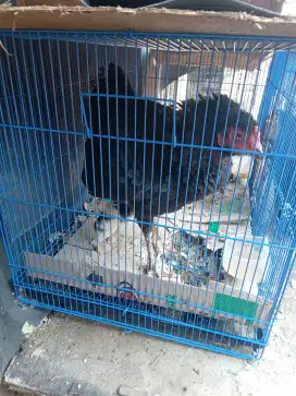 Kandang besi ukura paling besar no 1