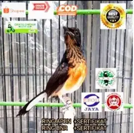 burung murai medan trotol garansi jantan ring BNR trah prestasi