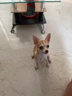 Chihuahua betina