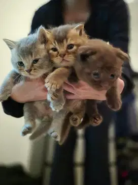 Anak kucing kitten British short hair BSH mix scottish fold