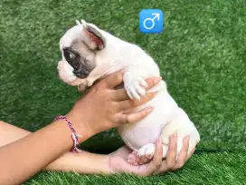 Anakan French bulldog