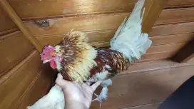 Ayam Kate campuran Poland Sepasang