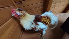 Ayam Kate blaster Poland cutbray sepasang