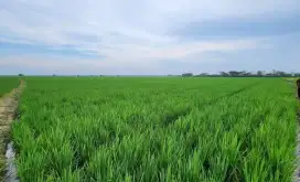 Dijual (tanpa perantara) Sawah Produktif, lokasi strategis