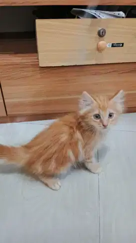 Kitten Oyen NS Betina Up 2 Bulan