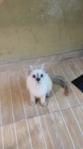 Kucing Himalaya NS Jantan