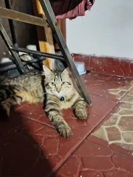 Open adopt MC betina 6 bulan