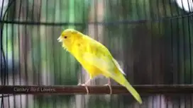 Burung kenari gacoran