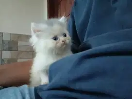 Kitten Persia Flatnose