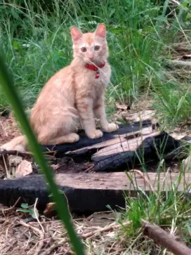 Kucing kampung bulu ekor panjang