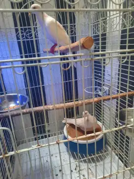 Tekukur Albino MM Kuk 4 Jantan dan Creamino MM kuk 4 sepasang..