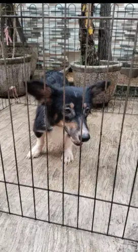 Corgi betina,dob.9bln