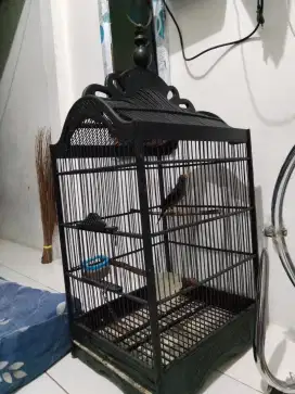 Burung rio rio bunyi rajin aktif  fullset kandng no. 1