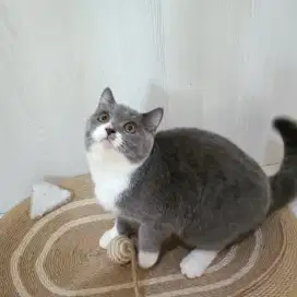 Open Adopsi kitten BSH