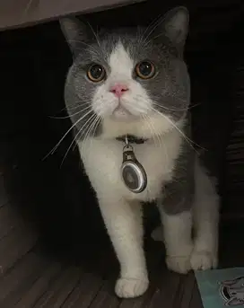 Kucing british shorthair bsh british short hair
