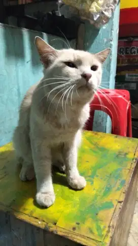Kucing Semi anggora