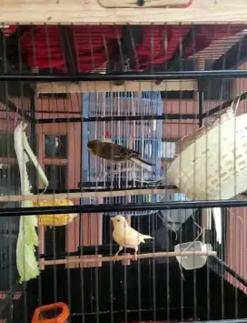 Kenari sepasang jodohan