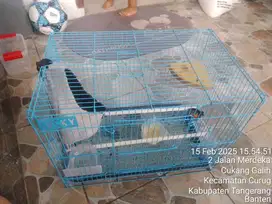 D jual sepasang sugar glider leucistik