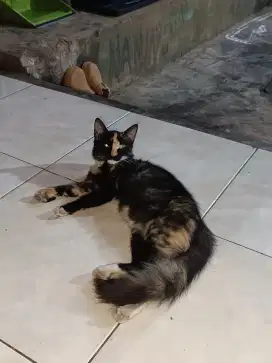 Minta tolong lanjutin adopsi. Kucing anggora mixdom