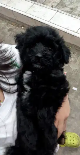 Open adopt baby poodle  usia  1 bulan