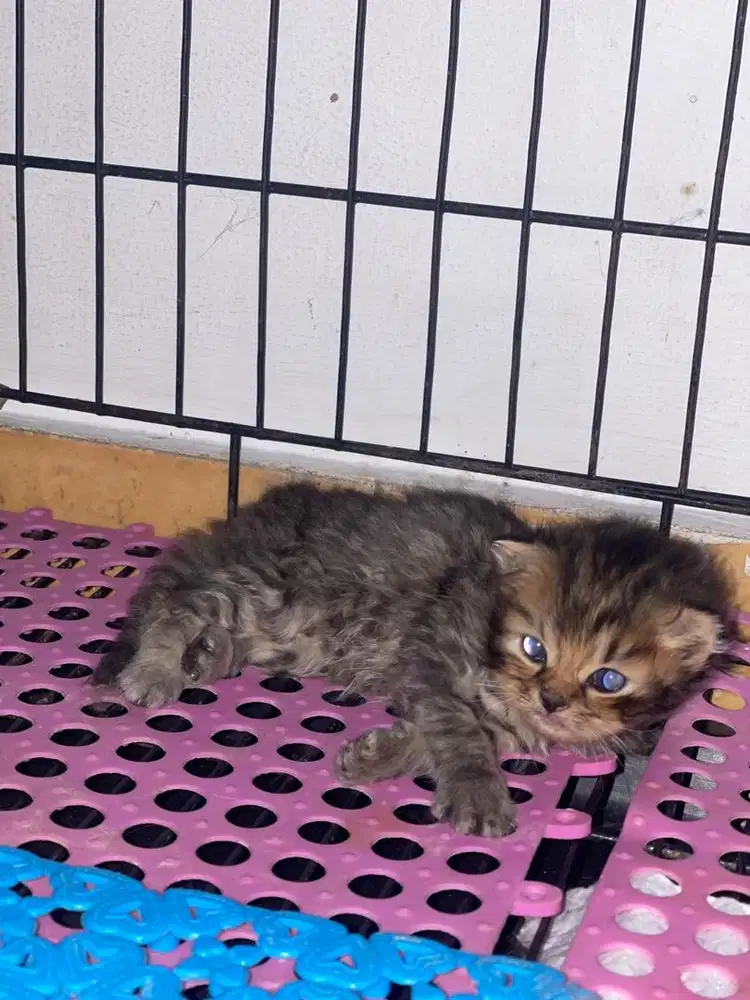 Kitten persimed bigbone