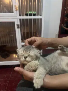 KUCING KITTEN BRITISH SHORT HAIR (BSH)