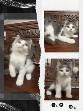 Sepasang BSH Munchkin NS ( Non Standart )